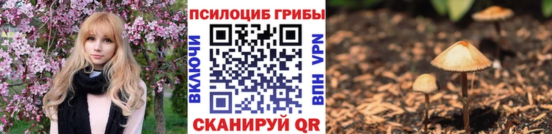 mega ссылка  Дубовка  Галлюциногенные грибы Cubensis 